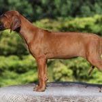 Ember-female-Rhodesian-Ridgeback -puppy-for-sale-1