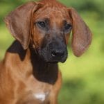 Ember-female-Rhodesian-Ridgeback -puppy-for-sale-2