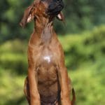Ember-female-Rhodesian-Ridgeback -puppy-for-sale-3