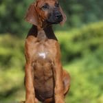 Ember-female-Rhodesian-Ridgeback -puppy-for-sale-4