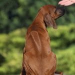 Ember-female-Rhodesian-Ridgeback -puppy-for-sale-5