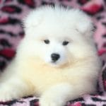 Francesca-female-Samoyed-puppy-for-sale-4