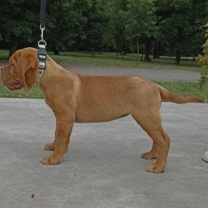 Ginger Dogue de Bordeaux