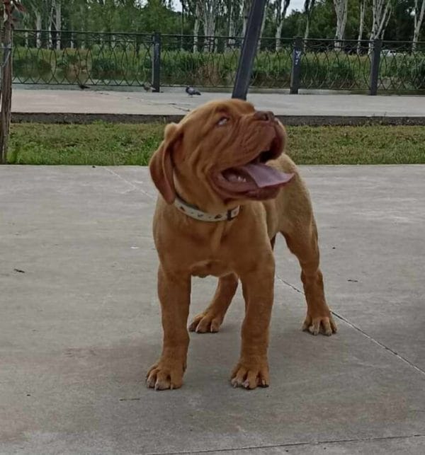 Ginger Dogue de Bordeaux