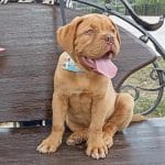 Ginger-female-Dogue-de-Bordeaux-puppy-for sale-5