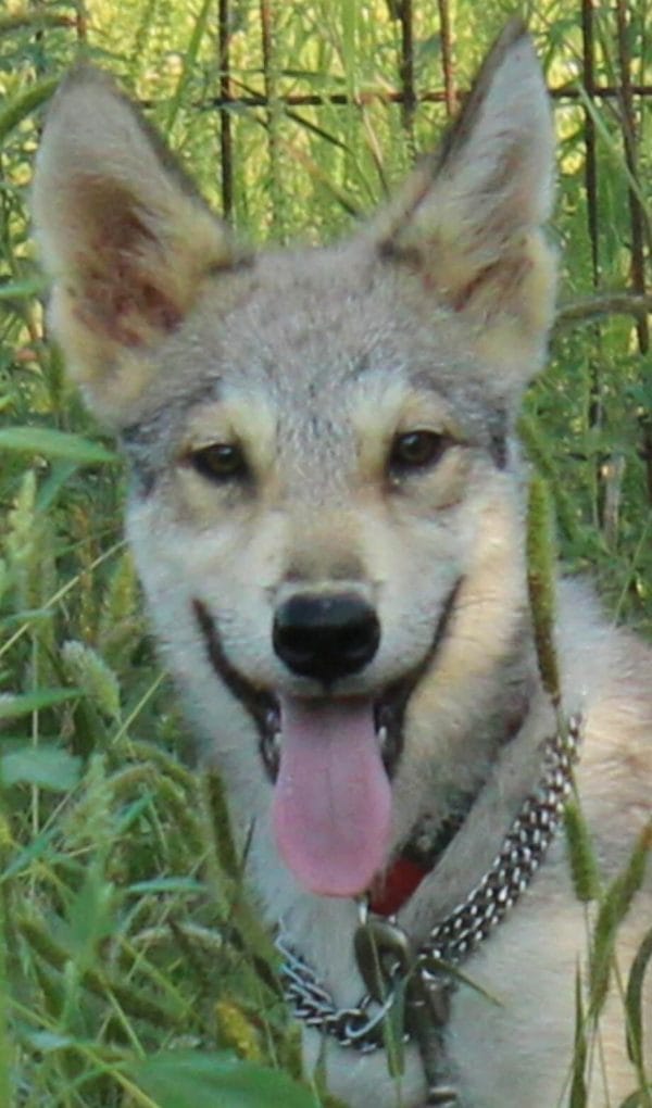 Hanne American Wolfdog