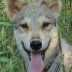 Hanne-female-american-wolfdog-puppy-for-sale-1