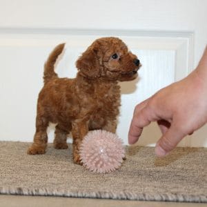 Heidi Miniature Poodle