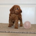 Heidi-female-miniature-poodle-puppy-for-sale02