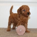 Knox Miniature Poodle