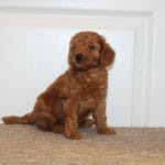 Heidi-female-miniature-poodle-puppy-for-sale04