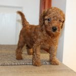 Heidi-female-miniature-poodle-puppy-for-sale05
