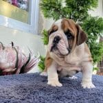 Maila-female-english-bulldog-puppy-for-sale01