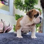 Maila-female-english-bulldog-puppy-for-sale02