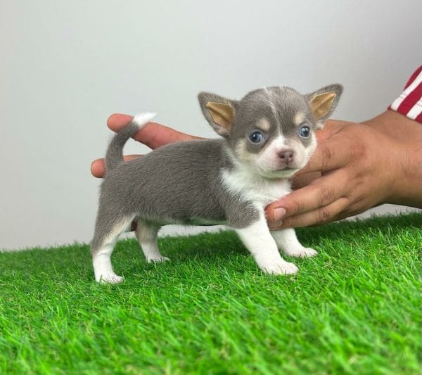 Nimpha Chihuahua