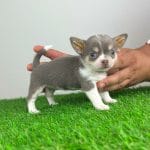 Nimpha-female-chihuahua-puppy-for-sale4