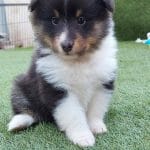 Rocco-male-sheltie-puppy-for-sale02