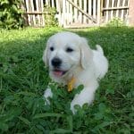 Vernon-male-golden-retriever-puppy-for-sale08