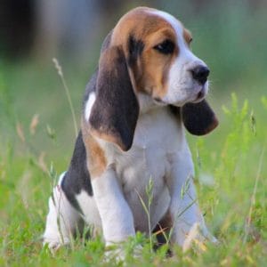 Vinchester Beagle