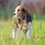 Vinchester-male-Beagle-puppy-for-sale-5