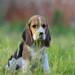 Voldemort-male-Beagle-puppy-for-sale-1