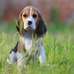 Voldemort-male-Beagle-puppy-for-sale-3