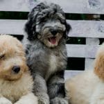 Xandra-female-Labradoodle-puppy-for sale-2