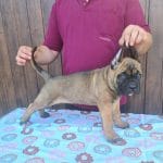 Ajero-male-cane-corso-puppy-for-sale01