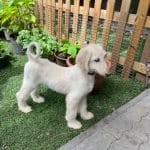 Amira-afghan-hound-puppy-for-sale-1