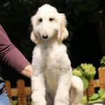Amira-afghan-hound-puppy-for-sale-3