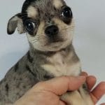 Aris-male-Chihuahua-puppy-for-sale-3