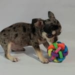 Aris-male-Chihuahua-puppy-for-sale-4