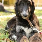 Armani-male-afghan-hound-puppy-for-sale03