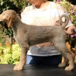 Axel-male-afghan-hound-puppy-for-sale01