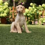 Axel-male-afghan-hound-puppy-for-sale02