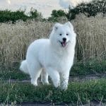 Camelot-Valiant-male-Samoyed-puppy-for-sale-1