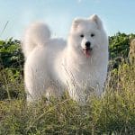 Camelot-Valiant-male-Samoyed-puppy-for-sale-2