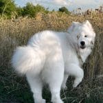 Camelot-Valiant-male-Samoyed-puppy-for-sale-3