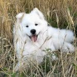 Camelot-Valiant-male-Samoyed-puppy-for-sale-4