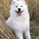 Camelot-Valiant-male-Samoyed-puppy-for-sale-5