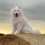 Capitan-Vortex-male-Samoyed-puppy-for-sale-4
