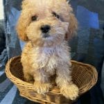 Casmir-female-cavapoo-puppy-for-sale02