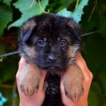Dagest-male-German-Shephard-puppy-for-sale-2
