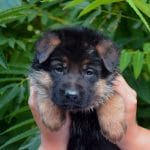 Darla-female-German-Shephard-puppy-for-sale-1