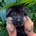 Darla-female-German-Shephard-puppy-for-sale-4