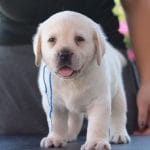 Darshan-male-labrador-retriever-puppy-for-sale03