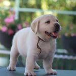 Darwin-male-labrador-retriever-puppy-for-sale03
