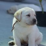 Darwin-male-labrador-retriever-puppy-for-sale04
