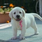 Darya-female-labrador-retriever-puppy-for-sale03