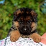 Dolly-female-German-Shephard-puppy-for-sale-6
